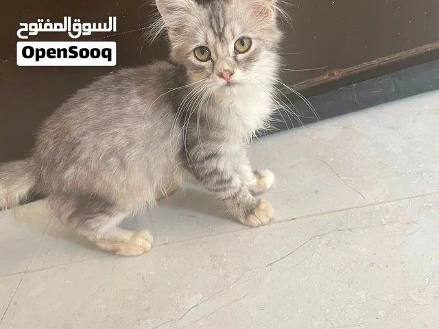 قطط شيرازي للتبني المطلوب مخافة الله بهم وعدم رميهم بالشارع لأنهم غير مدربين للبحث عن طعام ب أنفسهم