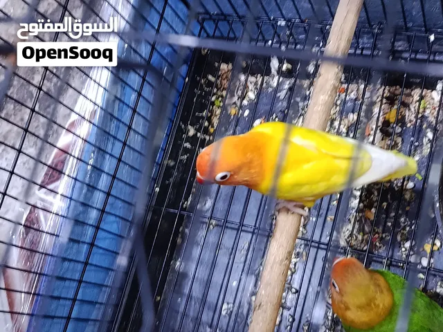 زوج غندوره