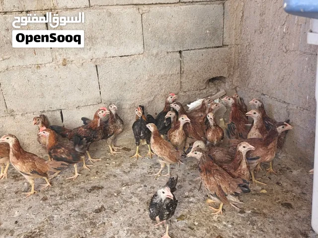 حلال مطوك وقفص همه وياهن تفاصيل بالفيديو