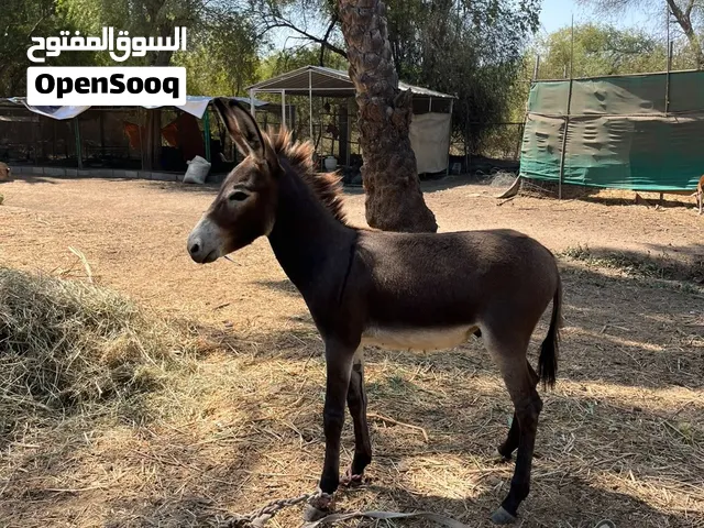 جحش صغير ..