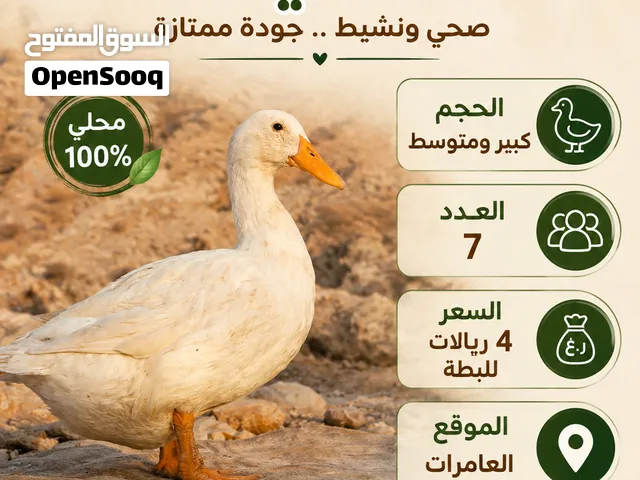 بط عماني للبيع لون ابيض