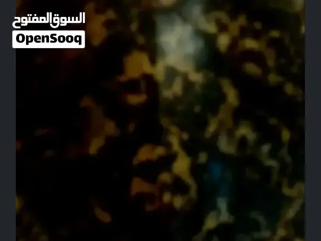 صدفة ترسا الديناصورات