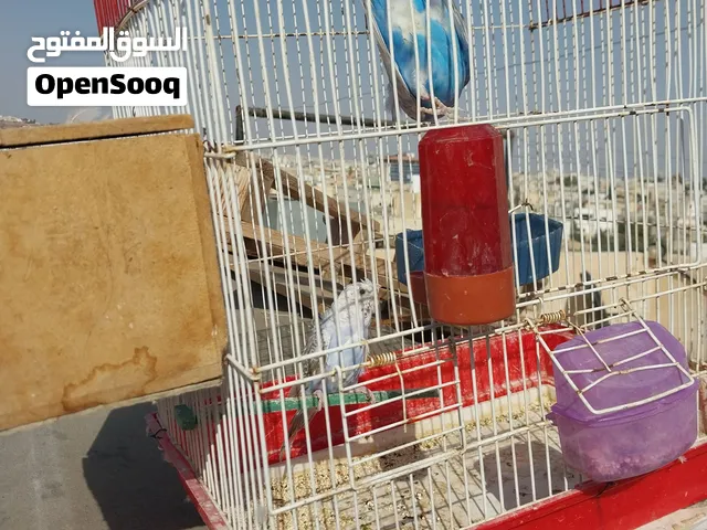جوز هوقو رومو بصلاه على النبي