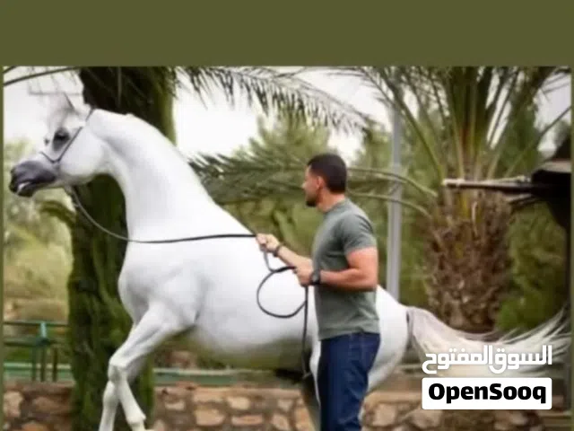 خيل عربي ولا انجليزي مسجل