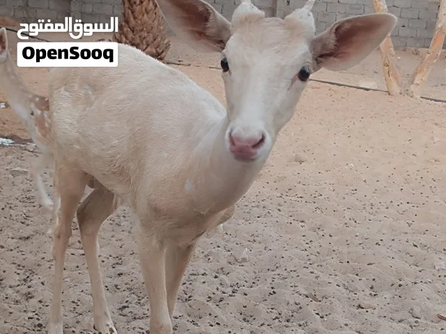 كوبيه غزال