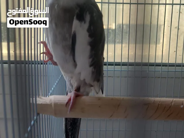 Cockateil pairs for sale - male and female