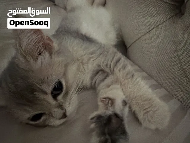 بريتش شورت هير
