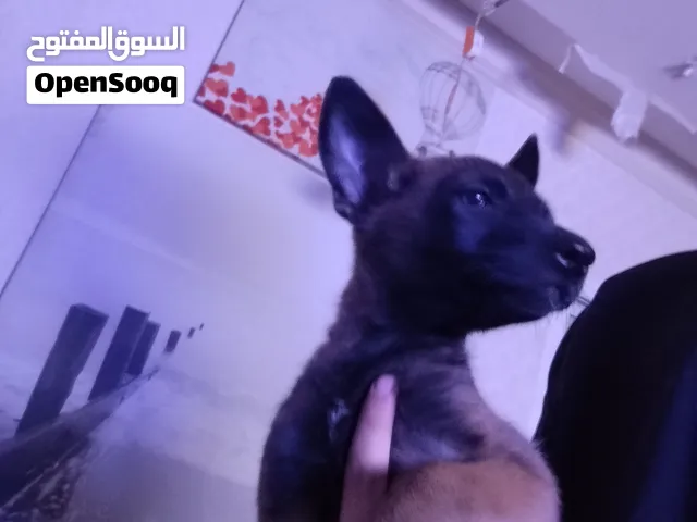 جراوي مالينو بيور ايناث