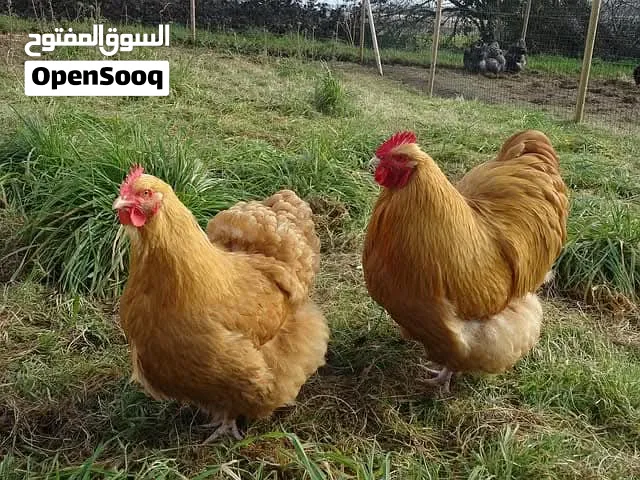 فرخ دجاج اوربنغتون