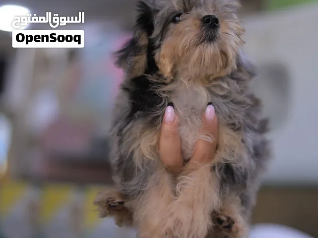توي بودل مستورد بحجم كف اليد مع جواز السفر وجميع المطاعيم ومايكروشيب التسليم في عياده بيطريه