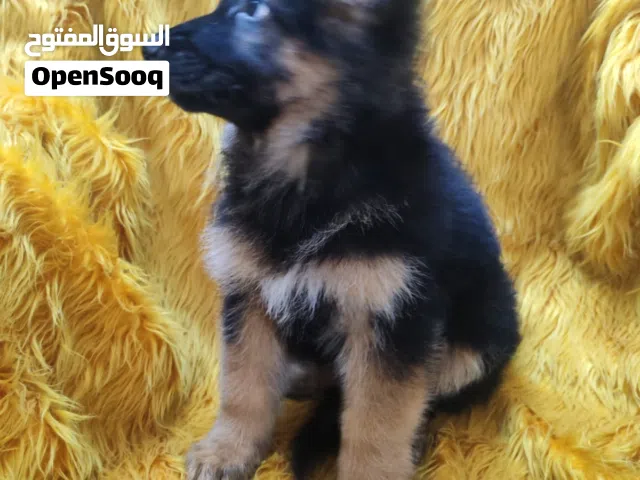 king size long coat German shepherd puppies  ( 1 male& 1 female )