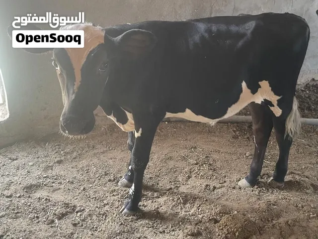 للبيع عجل.
