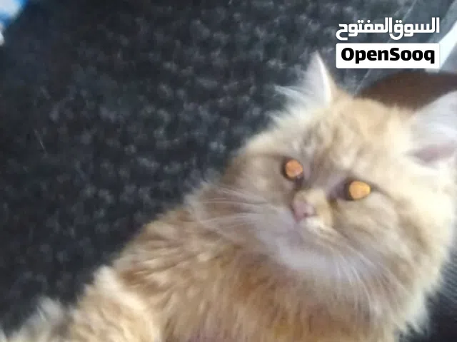قطة سيامي