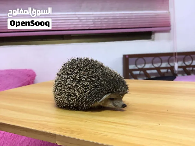 قنفذ للبيع
