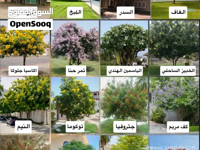 اشجار زينه يتوفر لدينا جميع انواع الاشجار والمقاسات والكمية