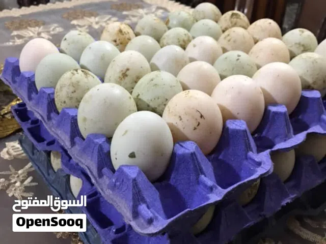 بيض بط وبيض براهمه وبيض بلدي