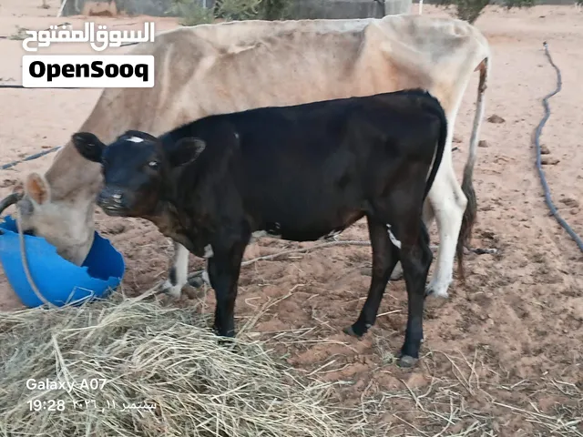 بقرة للبيع