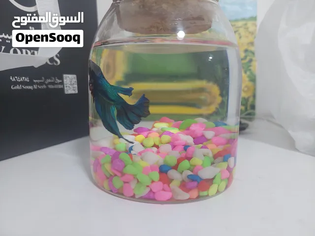 سمك زينه عدد 3 في صلاله الجديده