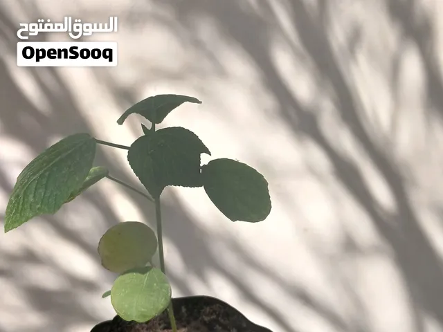 شتلات كركديه