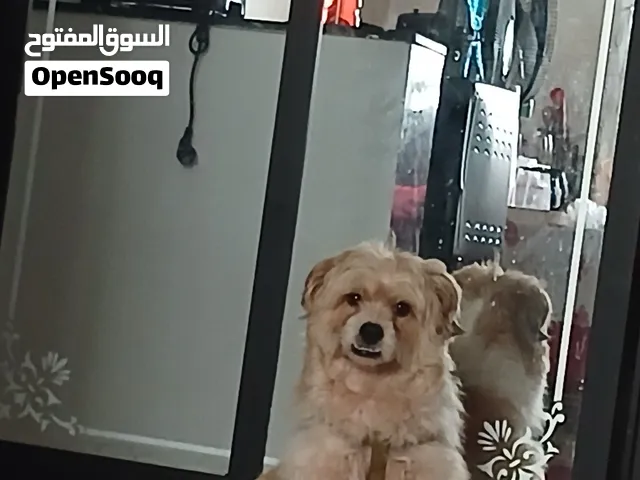 بيشو مالتيز