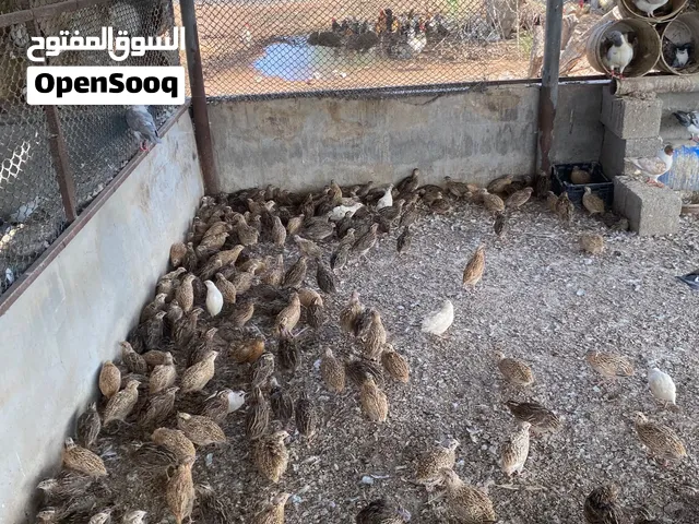 يتوفر لدينا سمان بسعر 3 حبات بريال