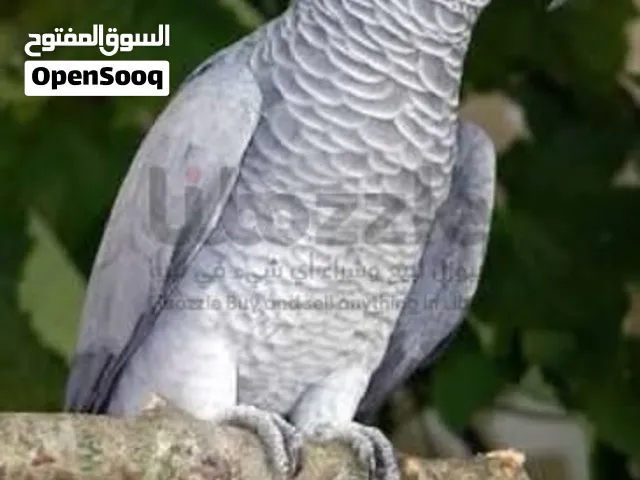 للبيع طيور انتاج سلطنه عمان محميه ابو مروان اقرا الوصف