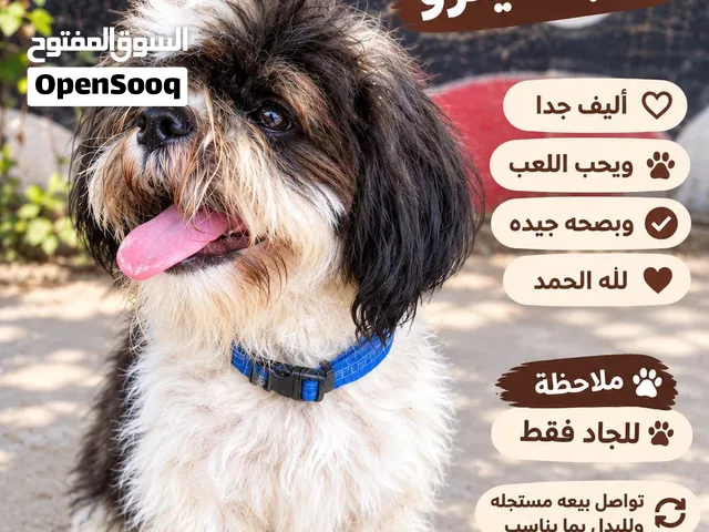 للبيع كلاب شيتزو أليف ( اقرا الوصف )
