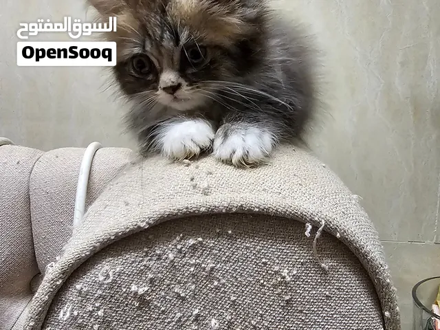 Persian cats for sale