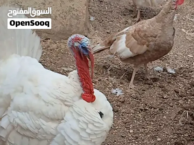 موجود حبش ذكر و3اناثي وطيور حب و وأربعه جواز زيبرا شوف الوصف