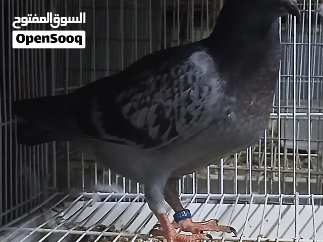 للبيع مجموعة فروخ زواجل أصل التفاصيل تحت