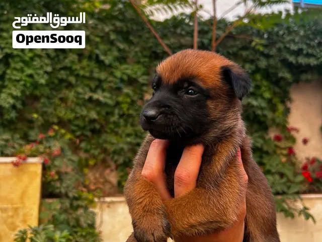 جرو بلجم مالينو