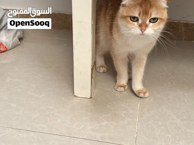 سكوتش فولد للبيع