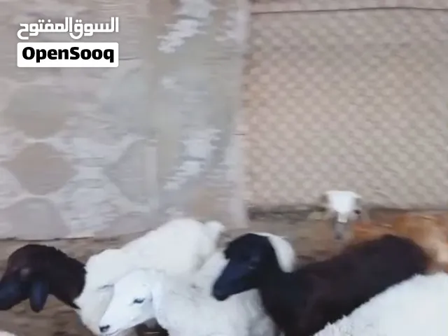 للبيع ذبايح لباني
