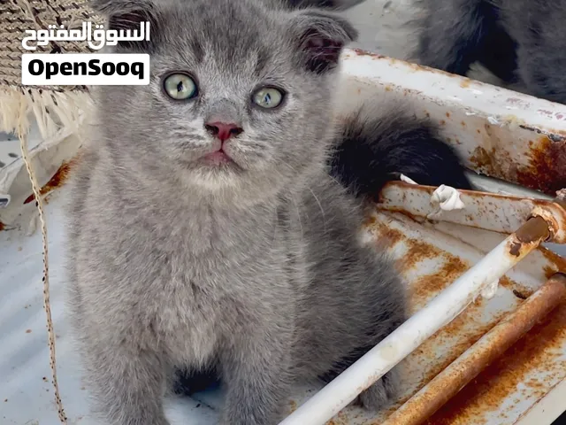 قطط سكوتش فولد
