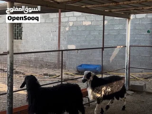كباشه مهجنات