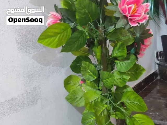 شجرة للبيع