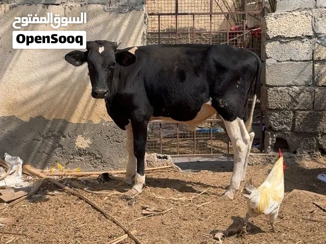 عجل نمساوي حلو مال تربيه