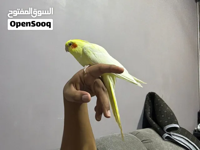 كوكتيل لبيع 25 و قابل متعلم و يركب على يد و يصفر