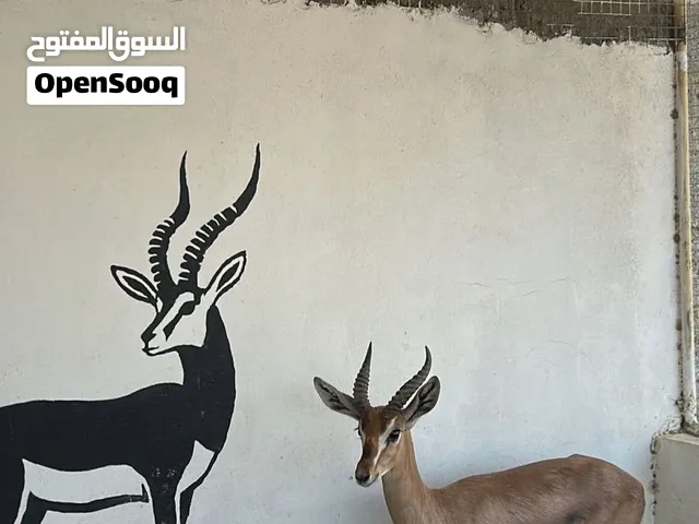 غزال ديماني ذكر