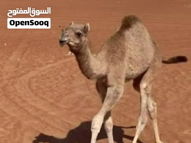 مطلوب حيران وجعدان بالجمله