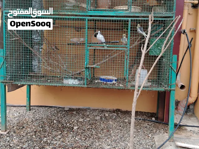 العاب خارجيه للبيع الوصف مهم