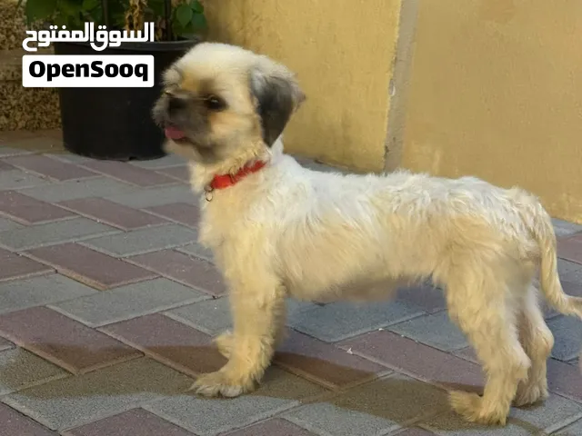 كلبه انثى العمر 7 اشهر تقريبا النوع شيتزو مطلوب 1000 مكان التواجد دبي