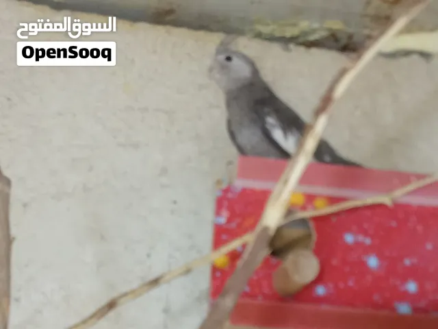 مطلوب  زوج كوكتيل اريد بياضات اريدهن سعر 45على 50