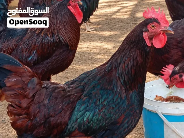 صوص رود آيلاند رد