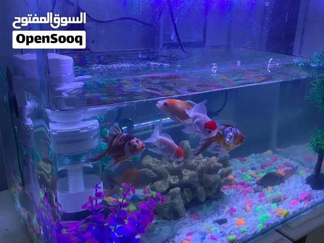 حوض سمك سعرها 125