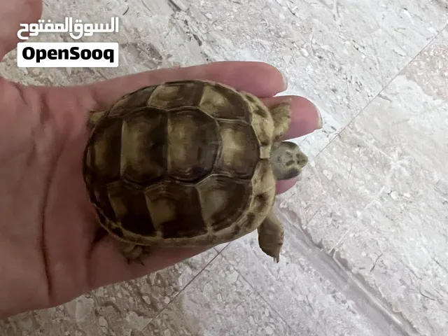 سلحفاه للبيع