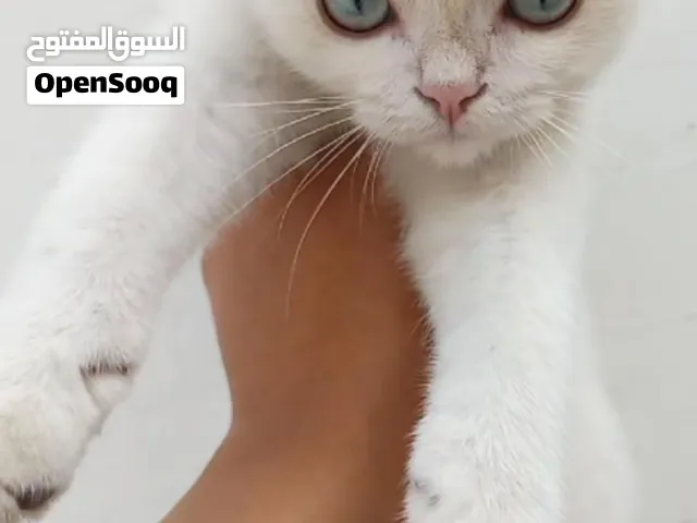 ذكر سكوتش فولد ns1233