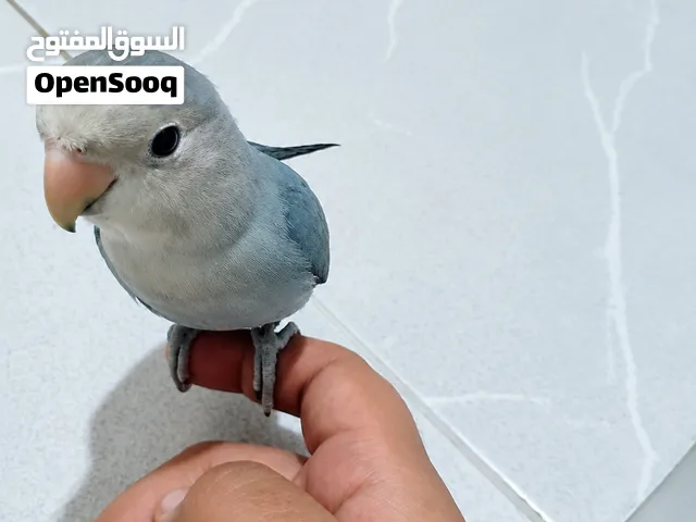 طير  (روز/لافبيرد) متعلم للبيع السعر 20دينار