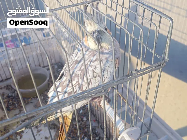 عصفور كوكتيل ذكر للبيع مع القفص