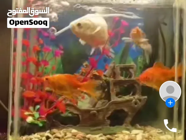 حوض سمك مع اكسسواراته